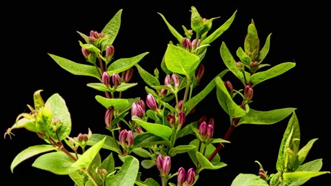 Red blooming bush time lapse Stock Footage 133088884