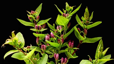 Red blooming bush time lapse Видео 133089506