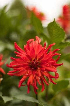 Red blooming flower Stock Photos