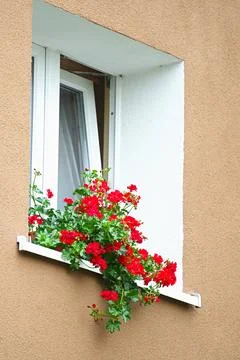 Red blooming geranium growing on a windowsill outside a residential building Stock Photos