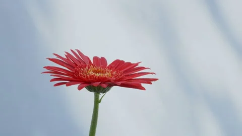 Red blooming gerbera with wind blowing on a white concrete wall Stock Footage 134557323