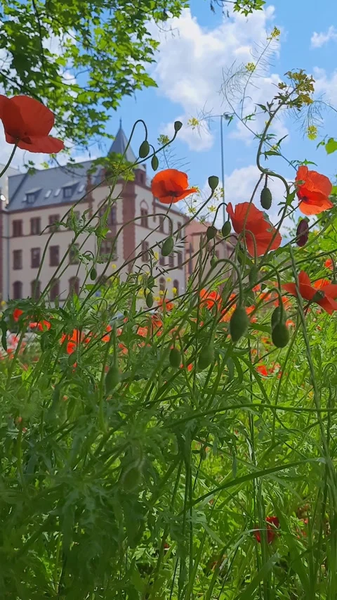 Red blooming poppies on background of old building. vertical video. Stock Footage 244807989