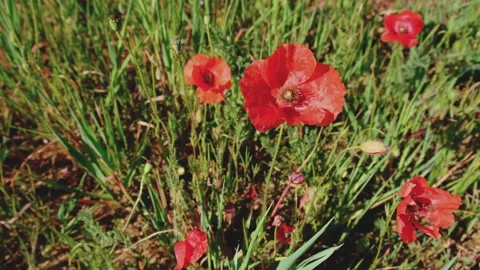 Red blooming poppy Stock Footage 152926682