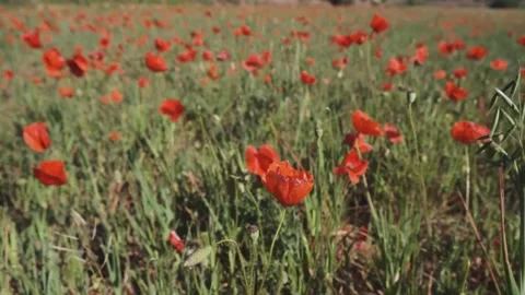 Red blooming poppy Stock Footage 152926689