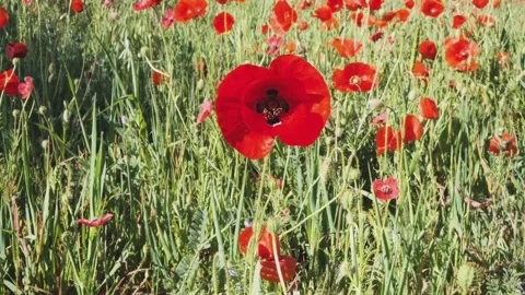 Red blooming poppy Stock Footage 152926690