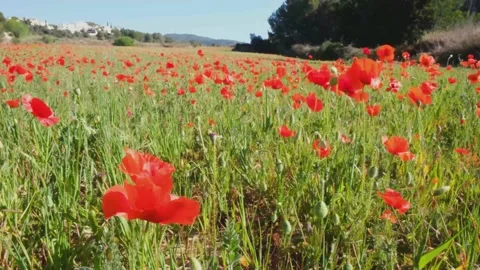 Red blooming poppy Stock Footage 152926698