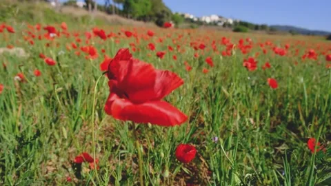 Red blooming poppy Stock Footage 152926699
