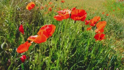 Red blooming poppy Stock Footage 152926702