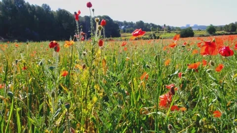 Red blooming poppy Stock Footage 152926705