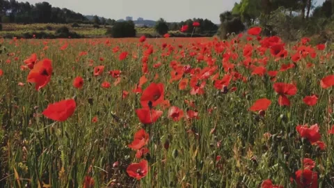 Red blooming poppy Stock Footage 152926706