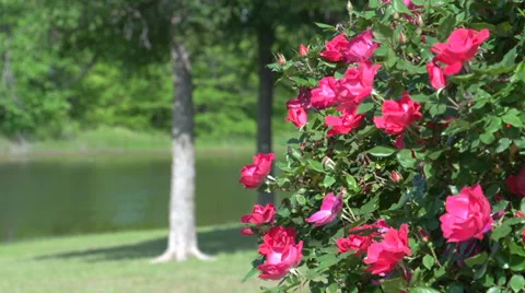 Red blooming roses Stock Footage 39330410