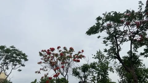 Red Blooming Trees in Strong Breeze | Aesthetic Nature Footage Stock Footage 334607658
