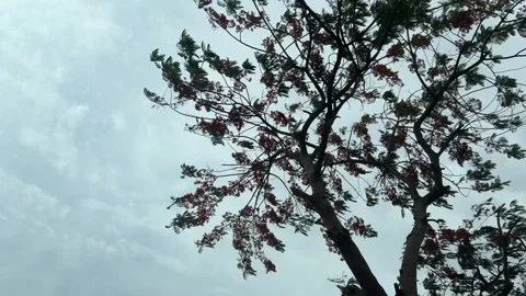 Red Blooming Trees in Strong Breeze in Low Angle Stock Footage 334607659