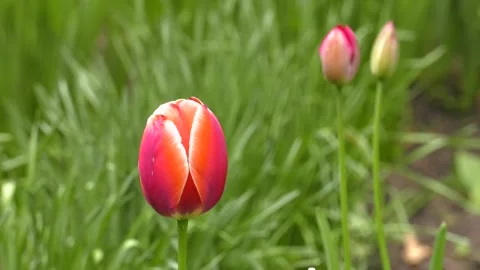 Red blooming tulip close-up. Video stock 196269382
