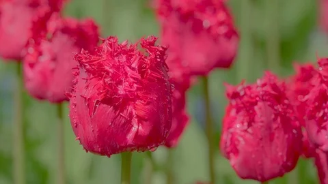 The red blooming tulip in the garden on a spring Stock Footage 79807192