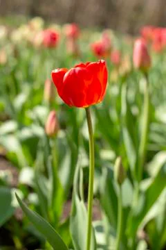 Red blooming Tulip. Victory Day. Tulip in the meadow. Stock Photos