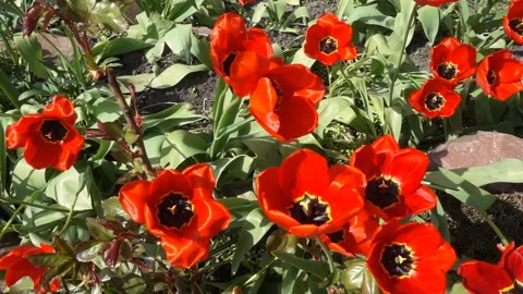 Red blooming tulips in slow motion. Video stock 168646441