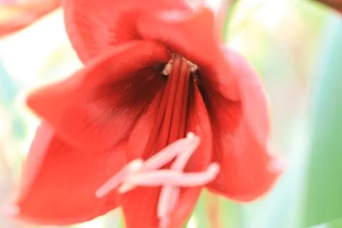 Red blooms Stock Photos