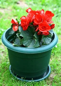 Red blossoming begonia Foto stock