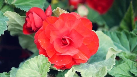 Red blossoming flower Stock Footage 95710162