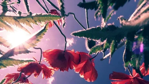 Red blossoming poppies 库存影片 76194857