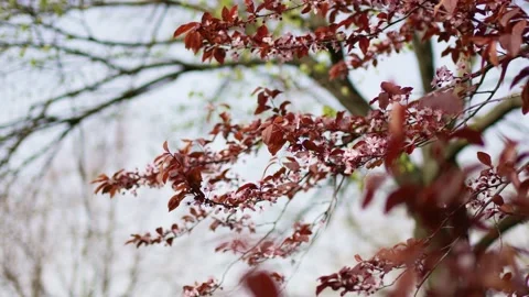 Red blossoming tree. beauty of spring nature. walks around city. Stock Footage 195415866