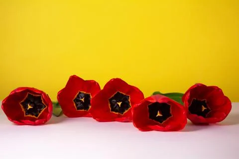 Red blossoming tulip on a yellow-white background. Stock Photos