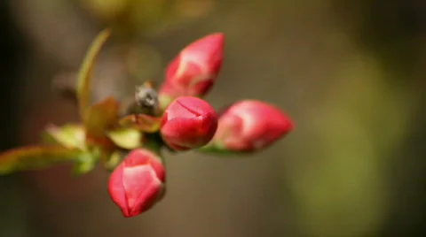 Red Blossoms Stock Footage 720785