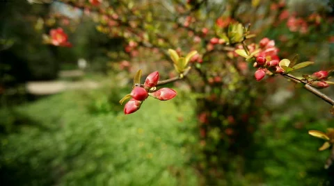 Red Blossoms Stock Footage 720821