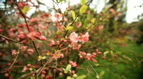 Red Blossoms Video stock 783904