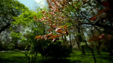 Red Blossoms Stock Footage 783954