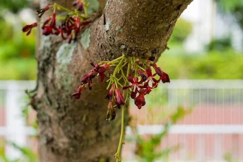 Red blossoms hang from a tree trunk Stock Photos