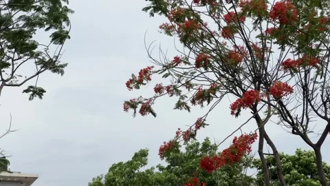 Red Blossoms Swaying on Trees in Strong Wind | Cinematic Nature Shot Stock Footage 334607654