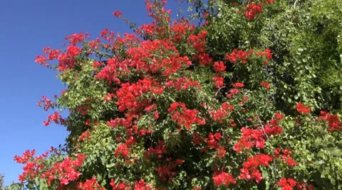 Red blossoms on tree in India Stock Footage 35699862