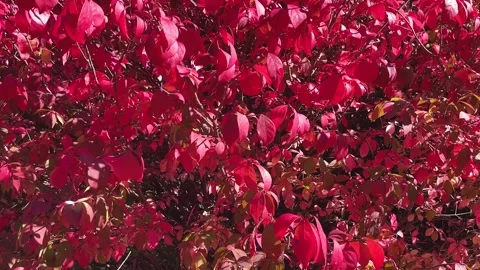 Red Blowing Leaves Stock Footage 245321745