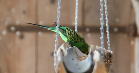 Red blue green parrots 스톡 동영상 160101647