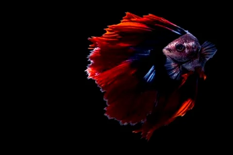 Red Blue Multicolour Doubletail Halfmoon Betta fish Stock Photos