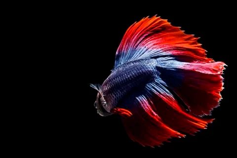 Red Blue Multicolour Doubletail Halfmoon Betta fish in black background Stock Photos