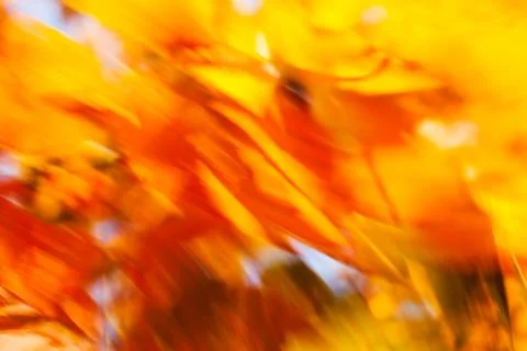 Red blurry leaves Stock Photos