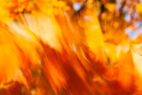 Red blurry leaves Stock Photos