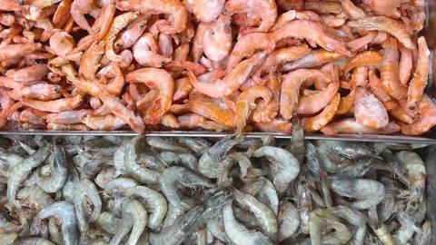 Red boiled and gray raw shrimp in a metal container. Fresh seafood Video stock 239254322