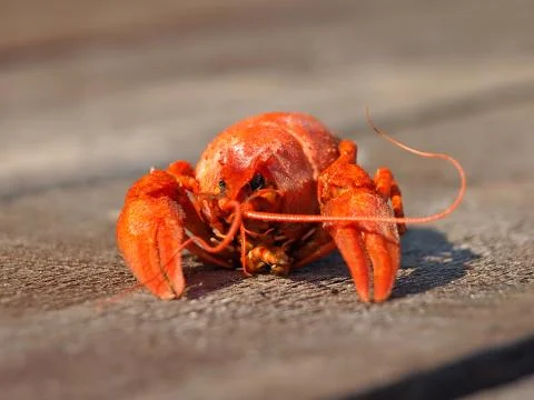 Red boiled  crawfish. Stock Photos