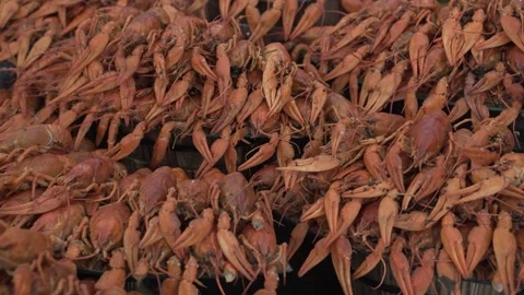 Red boiled crayfish close-up, a good snack for beer. Stock Footage 227226928