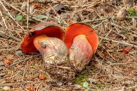 Red boletus erythropus founded in summer forrest Stock Photos