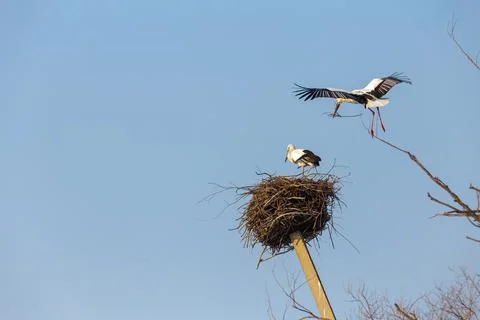 The Red Book Far Eastern stork sits in a nest. A married couple of storks bui Stock Photos
