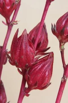 Red botanical close up Stock Photos
