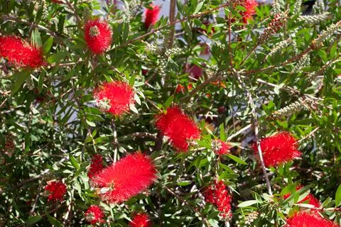 Red bottle-brush flowered tree Callistemon Stock Photos