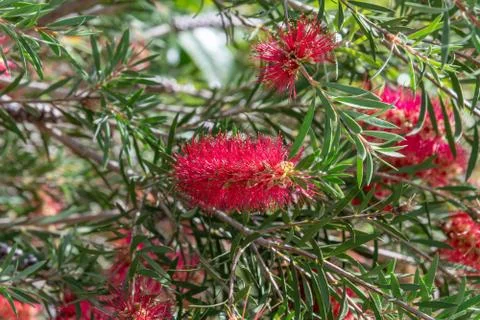 The Red bottle-brush tree - is a Callistemon Stock Photos