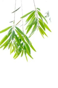  	red bottle brush tree leaf branch isolate Stock Photos