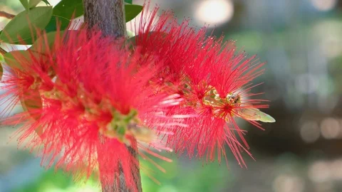 Red Bottlebrush with bee pollinating Video stock 106104404
